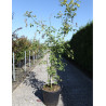 LABURNUM watereri VOSSII En pot de 25-30 litres