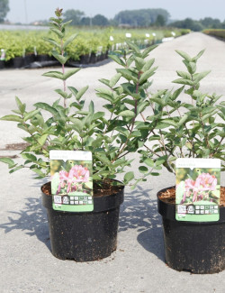 LONICERA tatarica HACK'S RED En pot de 4-5 litres