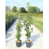 MALUS GOLDEN HORNET En pot de 12-15 litres forme baliveau