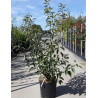 MALUS SUGAR TYME En pot de 15-20 litres forme buisson hauteur 080-100 cm