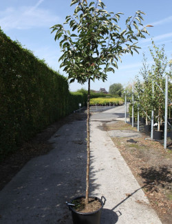 MALUS SUGAR TYME En pot de 30-35 litres forme tige hauteur du tronc 180-200 cm