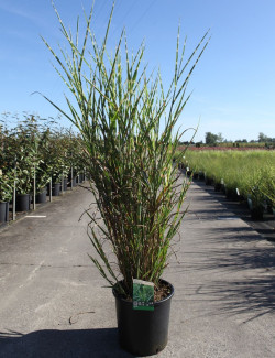 MISCANTHUS sinensis ZEBRINUS En pot de 15-20 litres