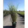 MISCANTHUS sinensis ZEBRINUS En pot de 15-20 litres