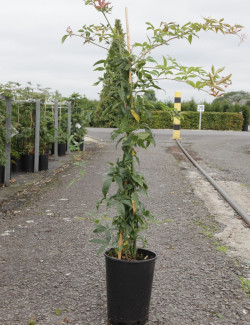 ROSA banksiae LUTEA En pot de 10-12 litres