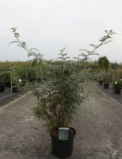 RUBUS thibetanus En pot de 10-12 litres