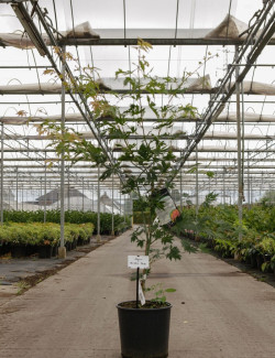 ACER pseudosieboldianum ARTIC JADE En pot de 12-15 litres