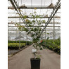 ACER pseudosieboldianum ARTIC JADE En pot de 12-15 litres