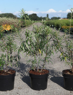 HIPPOPHAE rhamnoides En pot de 3-4 litres