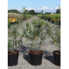 HIPPOPHAE rhamnoides En pot de 3-4 litres