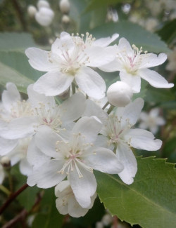 HOHERIA sexstylosa STARDUST