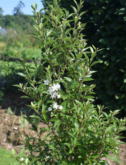 HOHERIA sexstylosa STARDUST