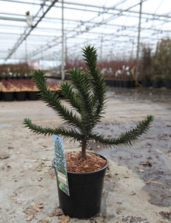 ARAUCARIA araucana En pot de 7-10 litres