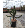 ARAUCARIA araucana En pot de 7-10 litres