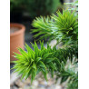 ARAUCARIA araucana