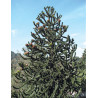 ARAUCARIA araucana
