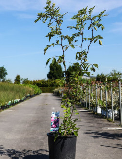 ZANTHOXYLUM simulans En pot de 15-20 litres