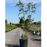 ZANTHOXYLUM simulans En pot de 15-20 litres