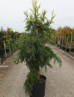 CRYPTOMERIA japonica KYARA GOLD En pot de 15-20 litres