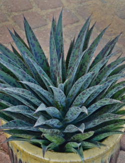 MANGAVE mad about PINEAPPLE EXPRESS