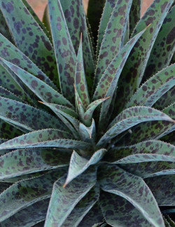 MANGAVE mad about PINEAPPLE EXPRESS