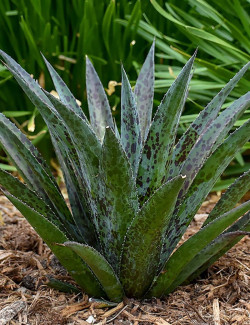 MANGAVE mad about PINEAPPLE EXPRESS