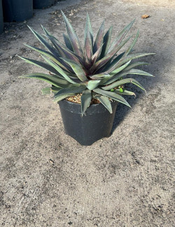 MANGAVE mad about BLAZING SADDLES En pot de 7-10 litres