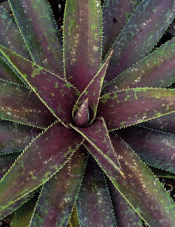 MANGAVE mad about BLAZING SADDLES