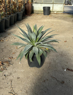 MANGAVE mad about LAVENDER LADY En pot de 7-10 litres