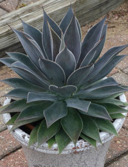 MANGAVE mad about LAVENDER LADY