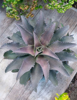 MANGAVE mad about SILVER FOX