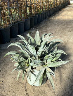 MANGAVE mad about SILVER FOX En pot de 7-10 litres