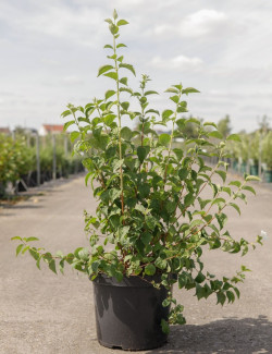 PHILADELPHUS minnesota SNOWFLAKE En pot de 10-12 litres