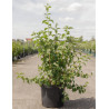 PHILADELPHUS minnesota SNOWFLAKE En pot de 10-12 litres