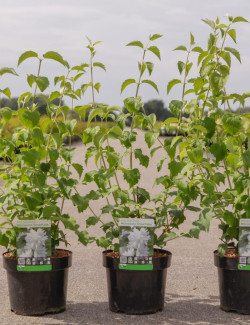 PHILADELPHUS minnesota SNOWFLAKE En pot de 3-4 litres