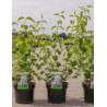 PHILADELPHUS minnesota SNOWFLAKE En pot de 3-4 litres