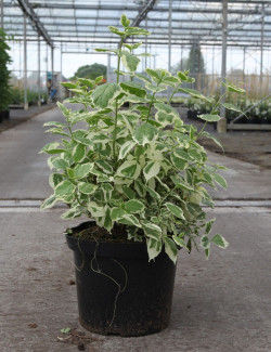 PHILADELPHUS coronarius VARIEGATUS En pot de 10-12 litres