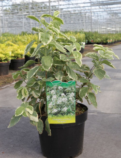 PHILADELPHUS coronarius VARIEGATUS En pot de 3-4 litres