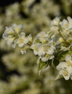 PHILADELPHUS coronarius VARIEGATUS