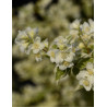 PHILADELPHUS coronarius VARIEGATUS