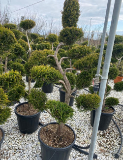 Bonsaï de jardin - CUPRESSOCYPARIS leylandii CASTLEWELLAN GOLD