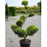 Bonsaï de jardin - CUPRESSOCYPARIS leylandii CASTLEWELLAN GOLD