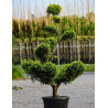 Bonsaï de jardin - CUPRESSOCYPARIS leylandii CASTLEWELLAN GOLD