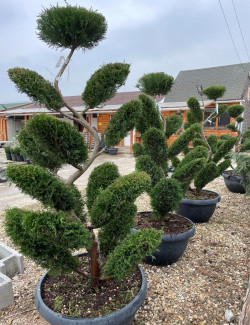 CUPRESSOCYPARIS leylandii