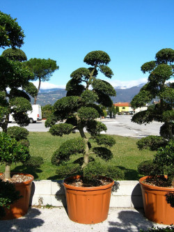 Bonsaï de jardin - ILEX crenata KINME