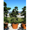 Bonsaï de jardin - ILEX crenata KINME