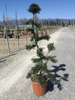 Bonsaï de jardin - ILEX crenata KINME