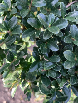 Bonsaï de jardin - ILEX crenata KINME