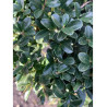 Bonsaï de jardin - ILEX crenata KINME