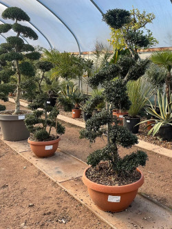 Bonsaï de jardin - ILEX crenata KINME