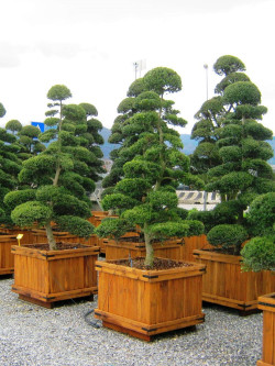 Bonsaï de jardin - ILEX crenata KINME